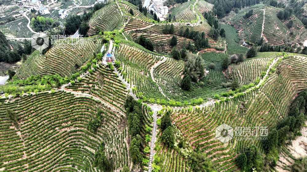 2026年4月2日,航拍视角下的江西省吉安市遂川县汤湖镇生态茶园如大地镌刻的指纹,层层叠叠的茶树沿丘陵山势蜿蜒铺展,大地在山峦间晕开绝美金波,与青山、步道、亭台相映成趣,铺展出一幅茶乡振兴的生态画卷。