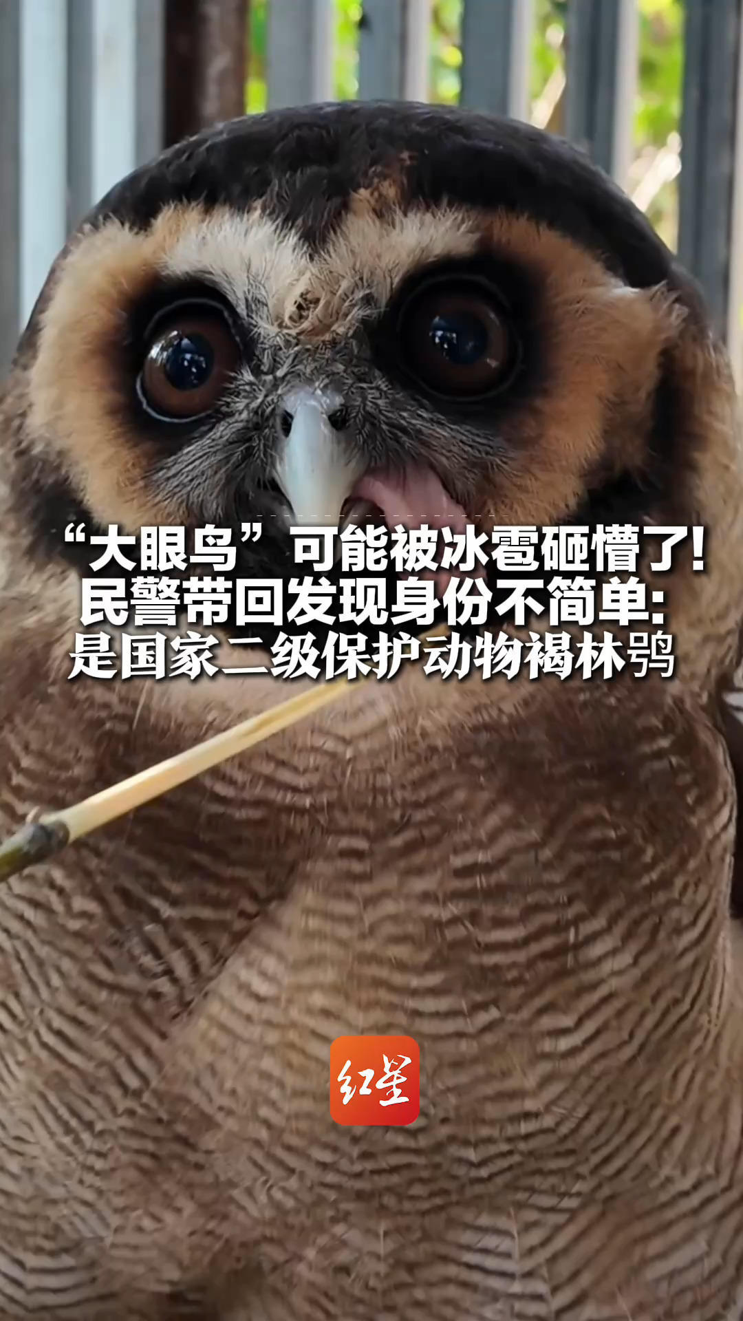 我是谁？我在哪？“大眼鸟”可能被冰雹砸懵了！民警带回发现身份不简单：是国家二级保护动物褐林鸮