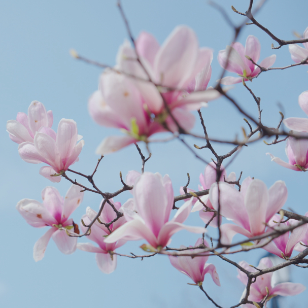 春假+清明必冲茅山！多样玩法尽享福气