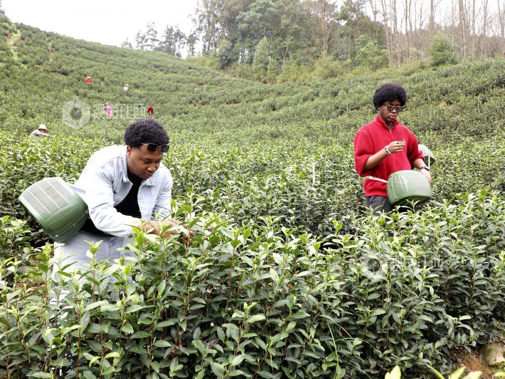 江西分宜:留学生采摘春茶(图)