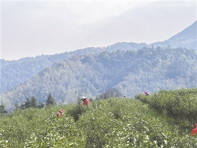 龙虎山景区上清镇千亩春茶全面开采