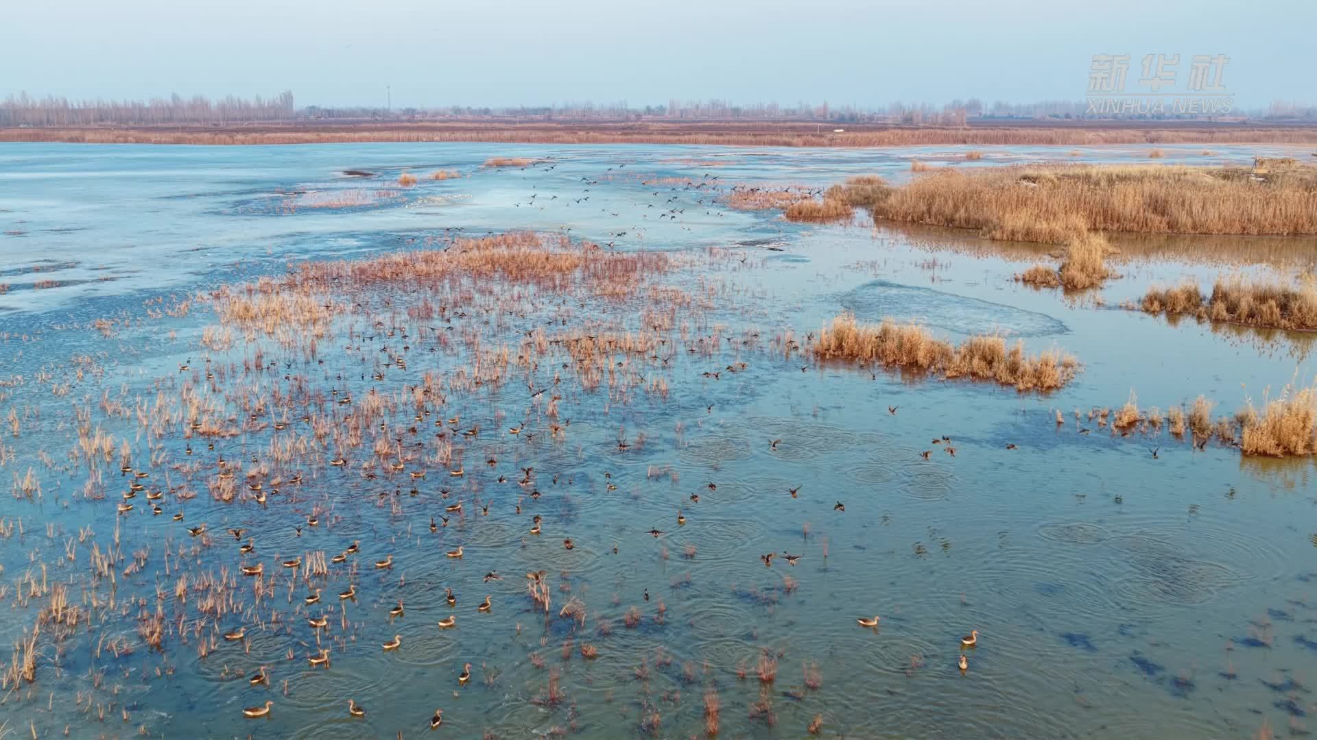 千城胜景｜新疆呼图壁：候鸟春归 湿地如画