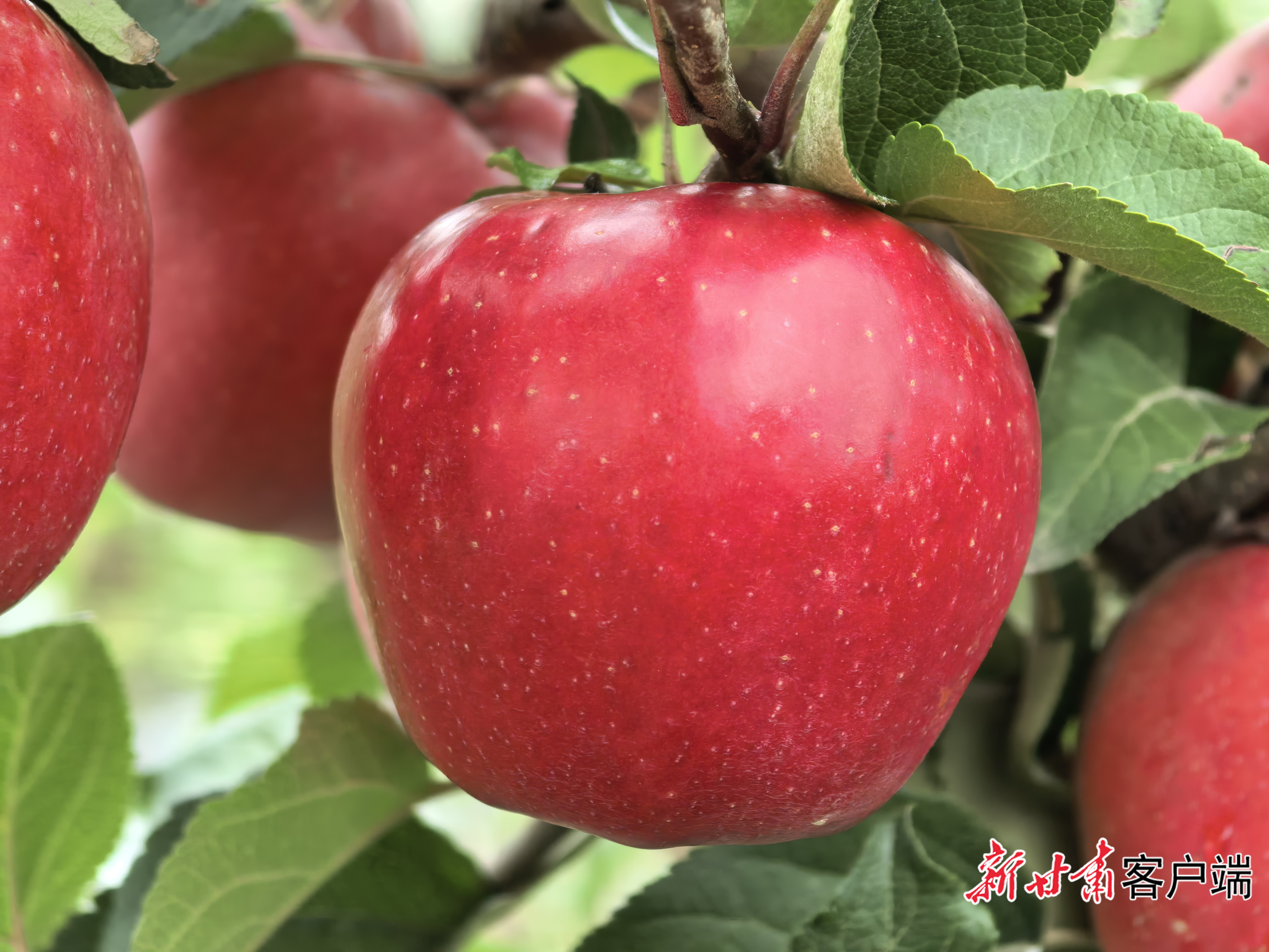 成熟的“沁园红3号”苹果