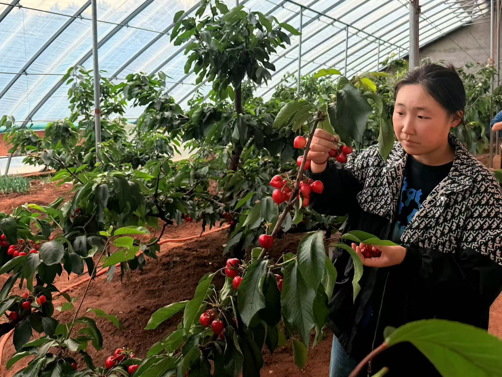 市民正在果棚内采摘樱桃。