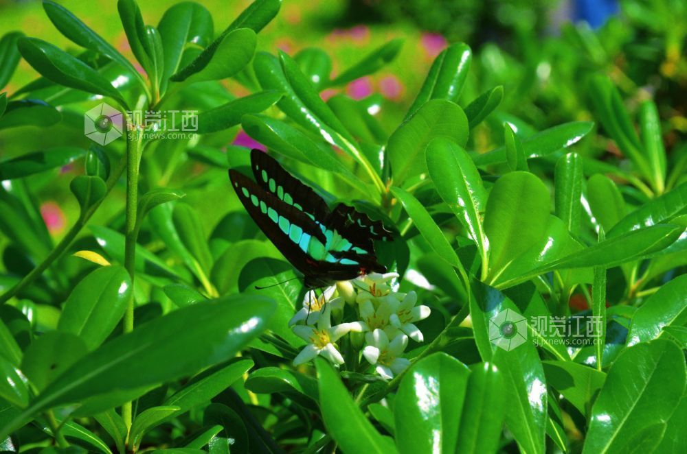 4月5日，在江西省永新县沿江路两旁的花丛中，几只蝴蝶翩翩起舞，时而停驻枝头，时而穿梭花间。蝶翼斑斓与盛放的花儿相映成趣，为春日增添了几分灵动生机。