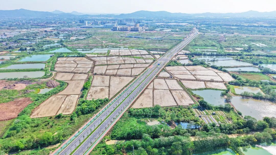 图：乐平镇约有1300亩稻田采用无人机进行播种