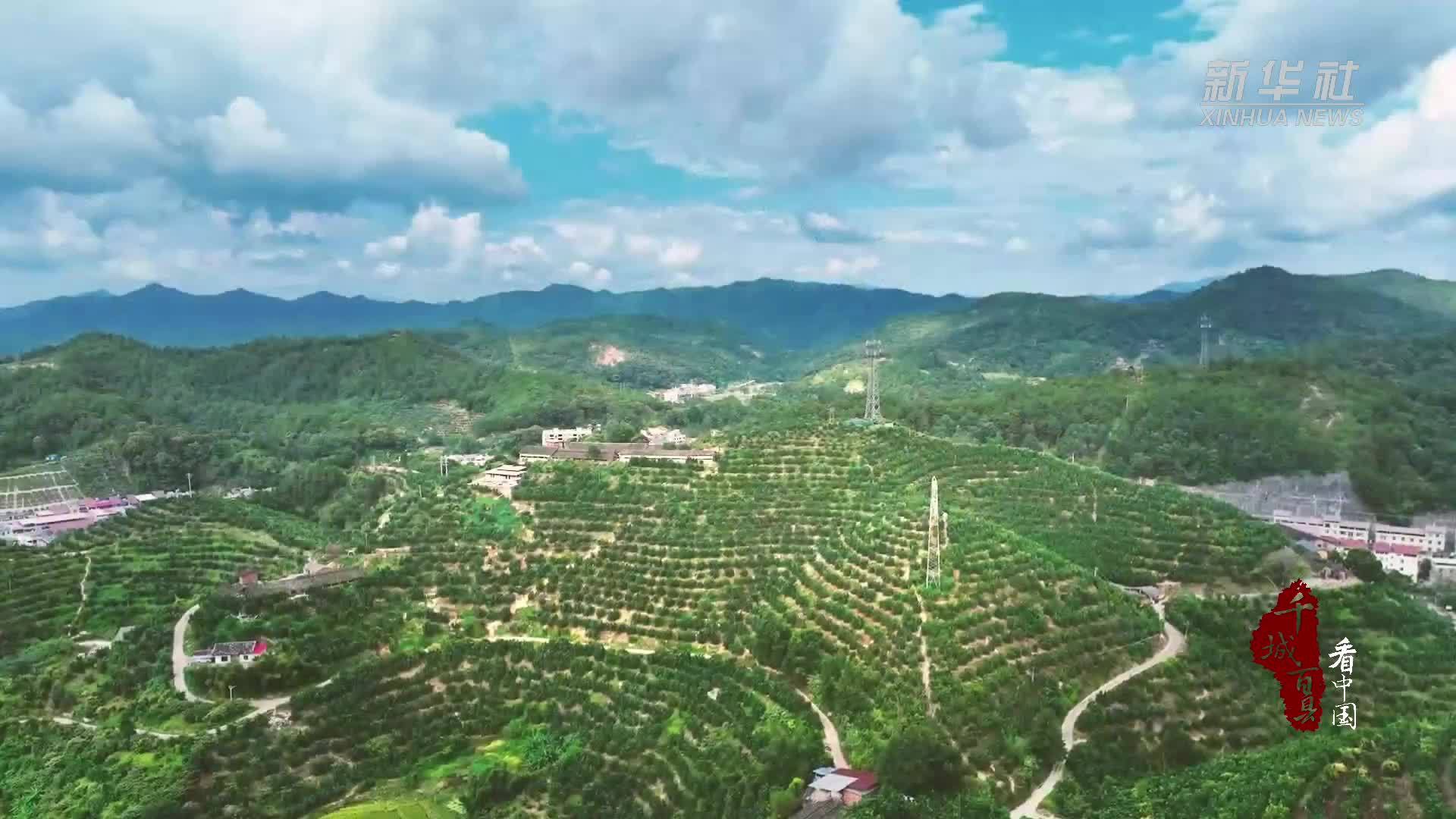 千城百县看中国·赏花季｜福建永定：柚子花开香满山