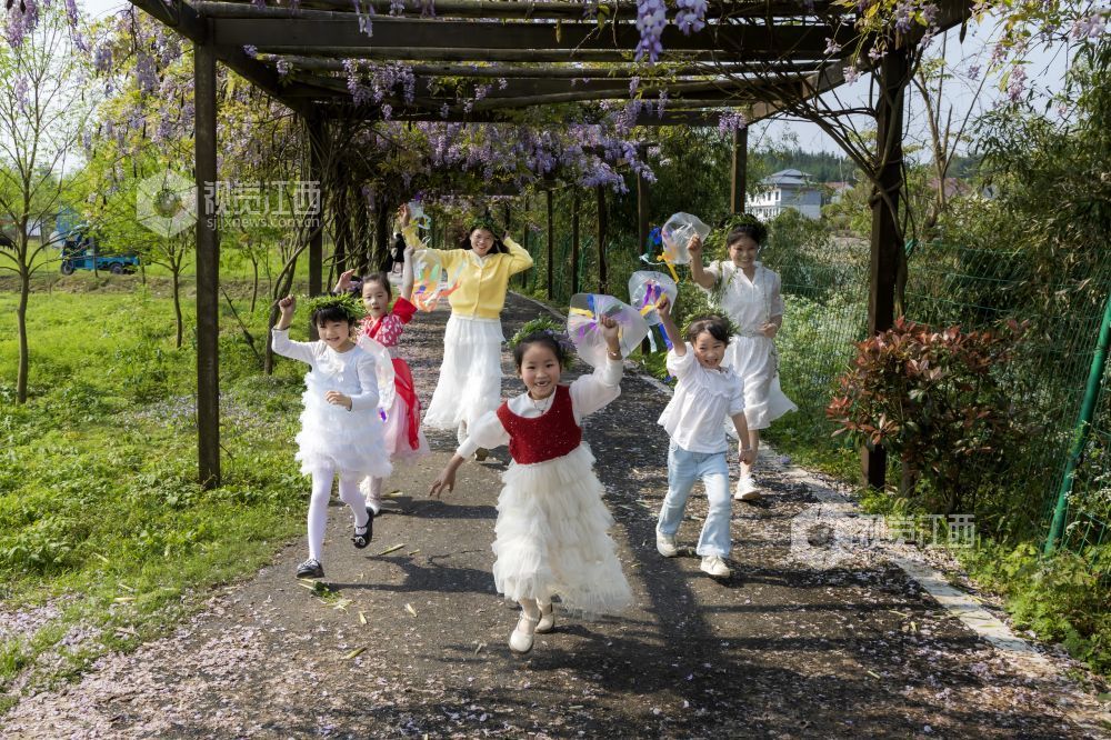 江西分宜：四月芳菲春意浓 紫藤花开趣无穷（图）