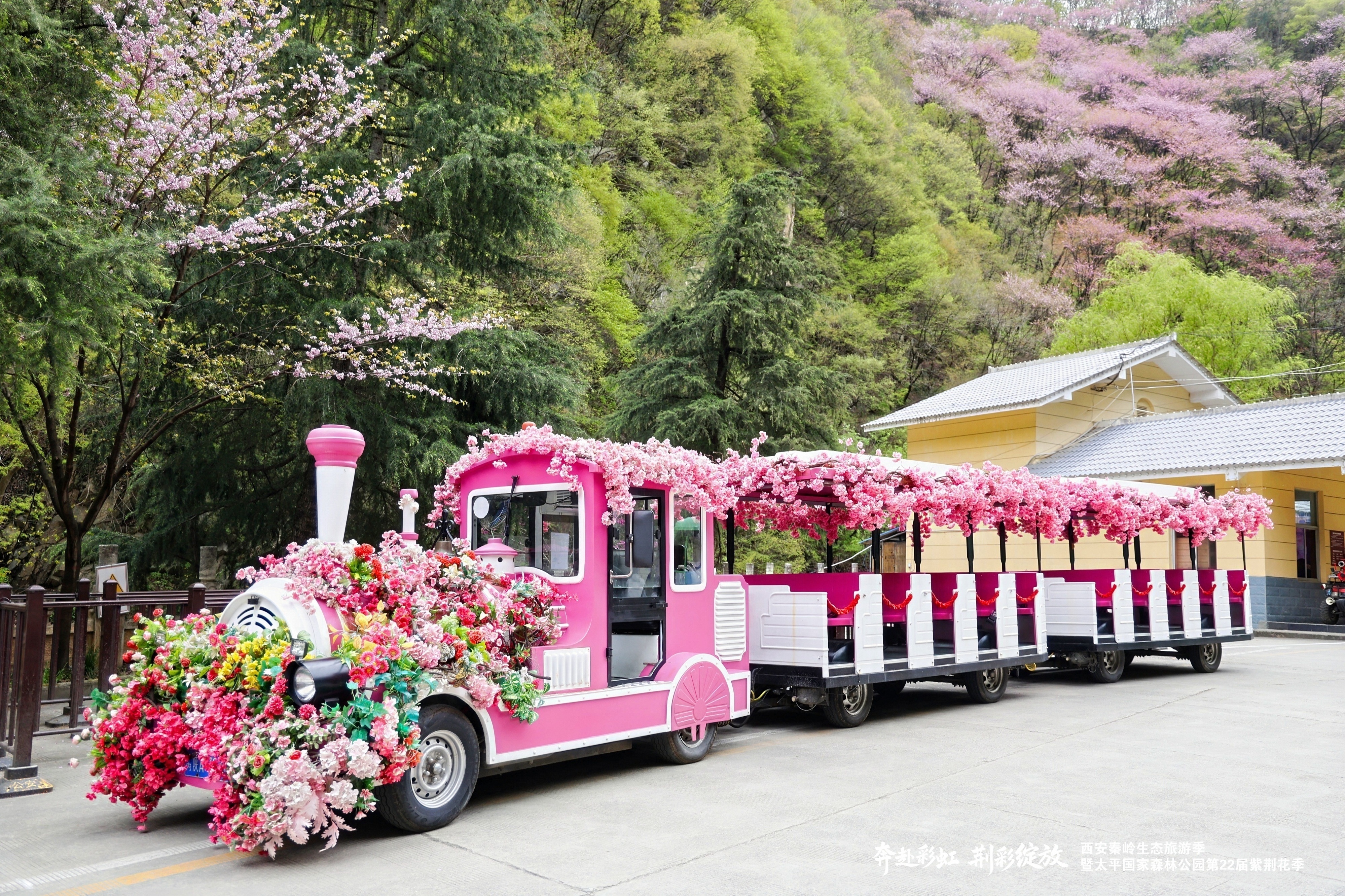 万亩紫韵赴春日之约 西安秦岭生态旅游季暨太平紫荆花季盛大启幕!