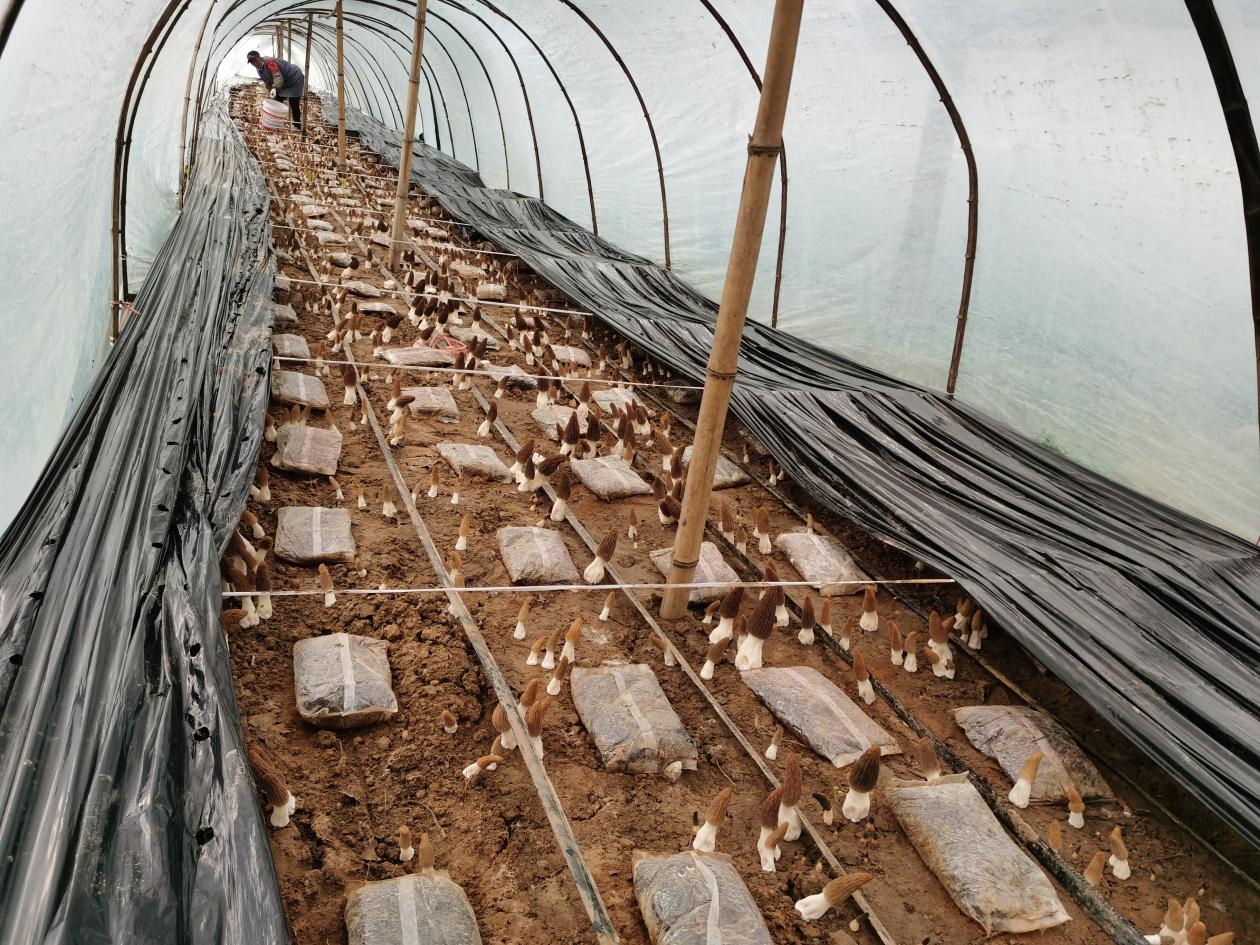 点绿成金,徐州睢宁“林下经济”为何能蓬勃发展?