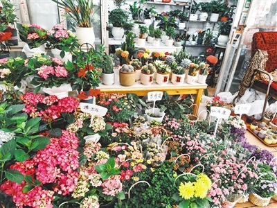 层层叠叠的鲜花绿植