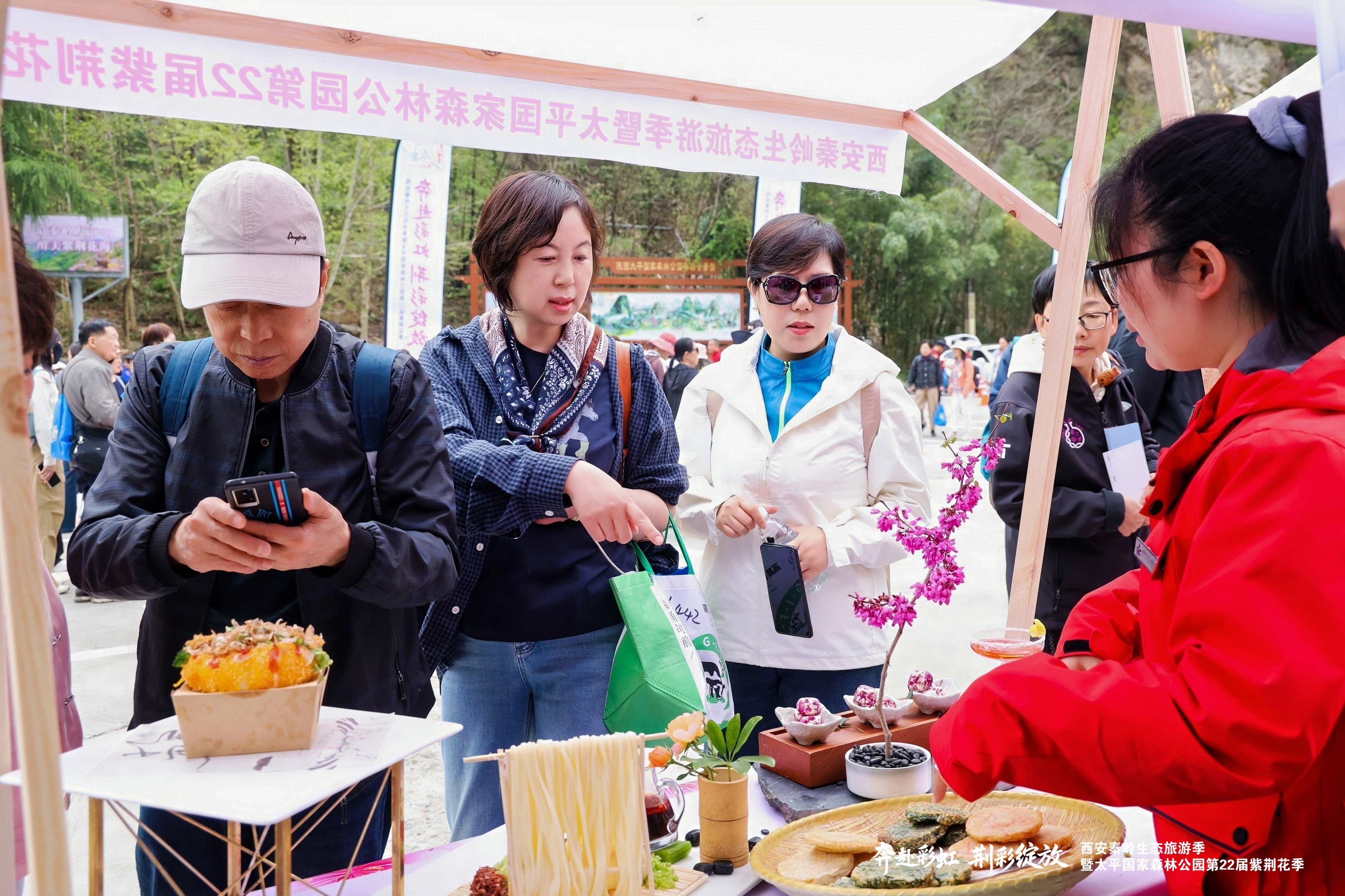 万亩紫韵赴春日之约 西安秦岭生态旅游季暨太平紫荆花季盛大启幕!