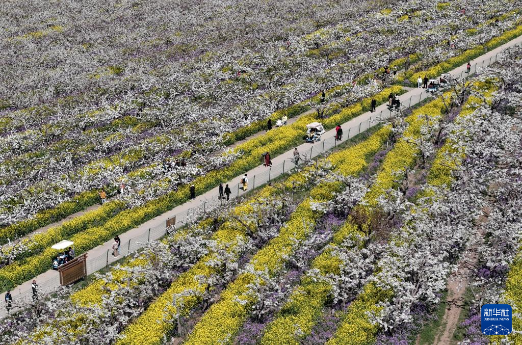 4月6日，游客在河北省晋州市周家庄乡第九生产队梨园赏花（无人机照片）。新华社记者 杨世尧 摄