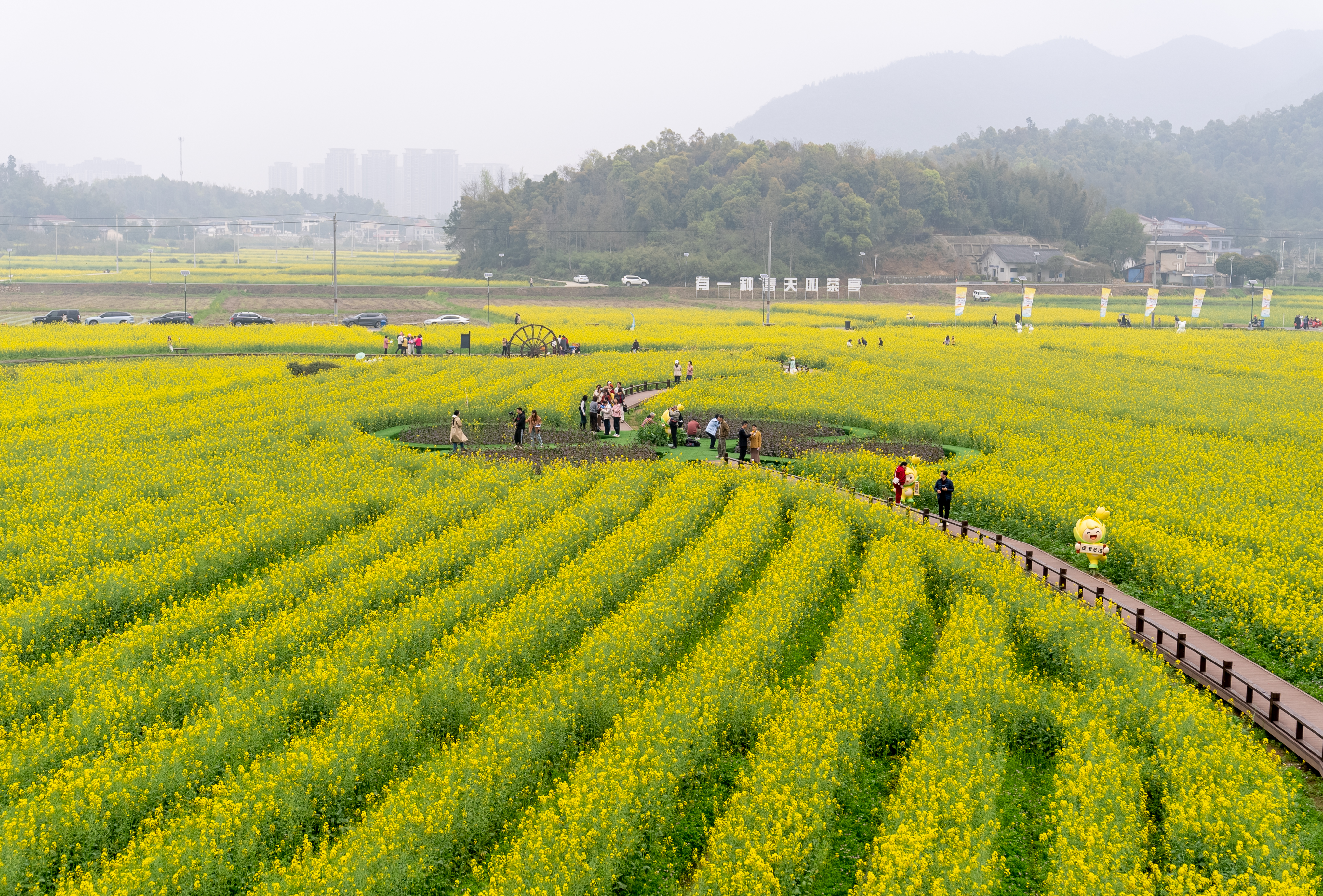 （长沙市望城区茶亭镇万亩油菜花海绽放，游人如织。湖南日报全媒体记者 傅聪 摄）