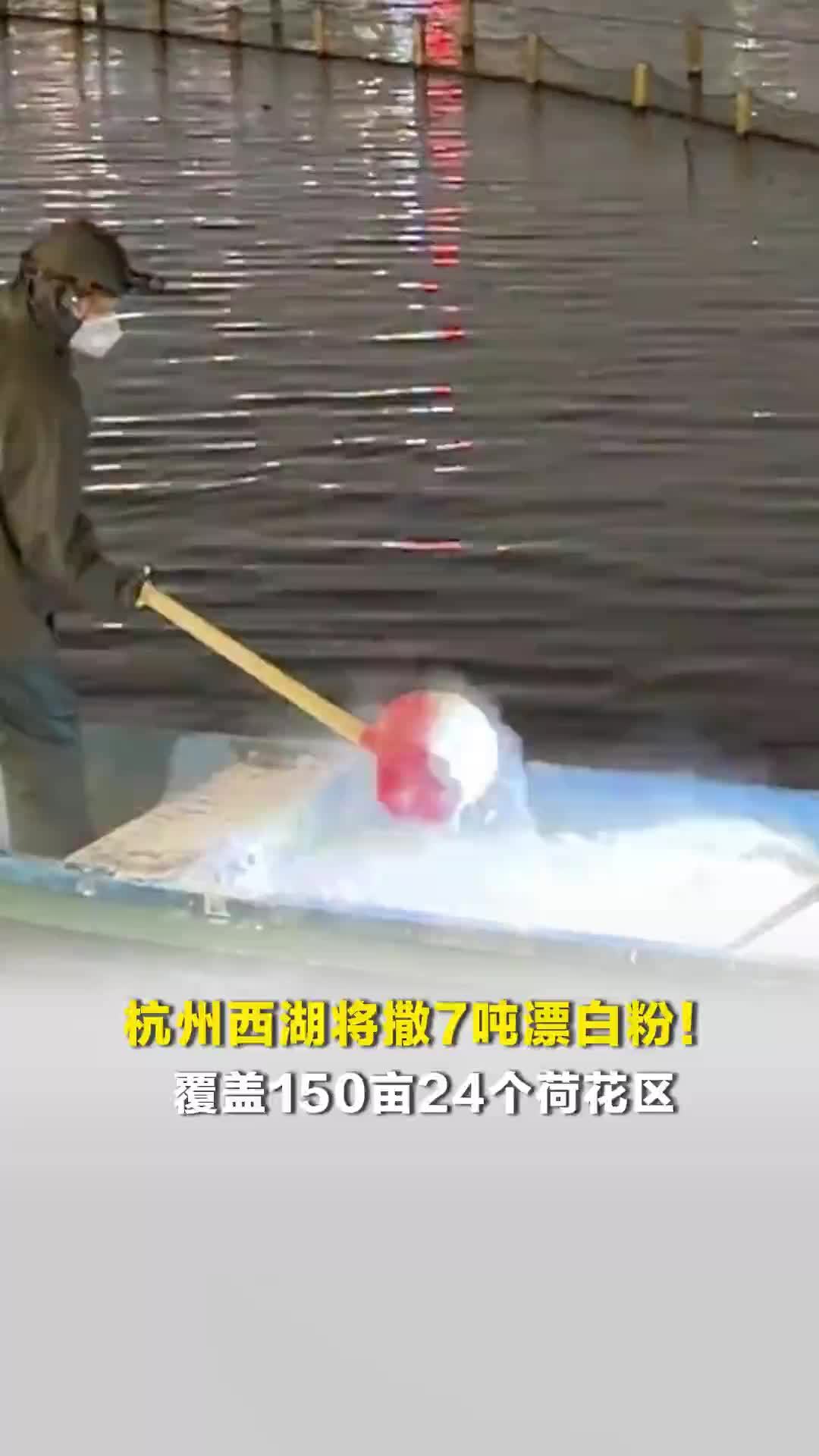 杭州西湖将撒7吨漂白粉！覆盖150亩24个荷花区，确保荷花可以在7月份顺利盛开