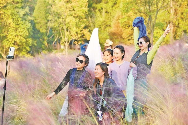 游客在青原山景区粉黛花丛中拍照打卡。