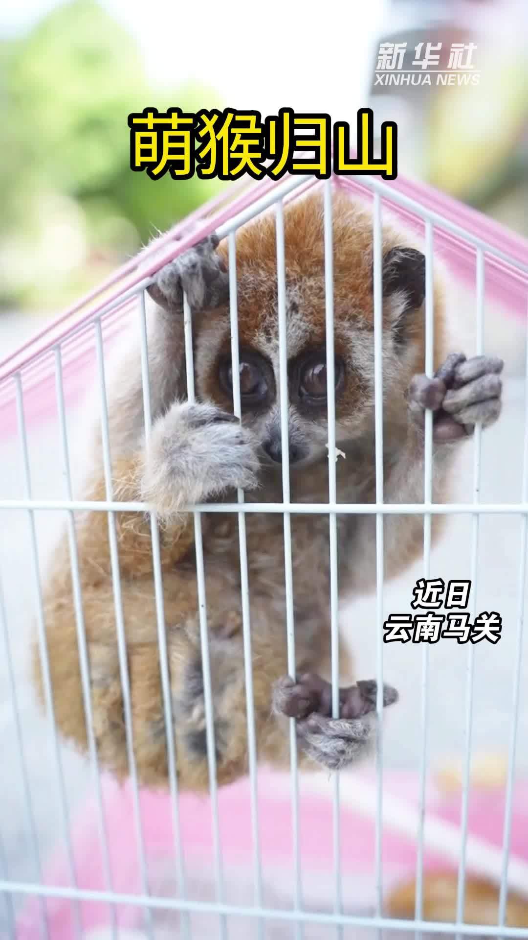 云南马关：萌猴归山