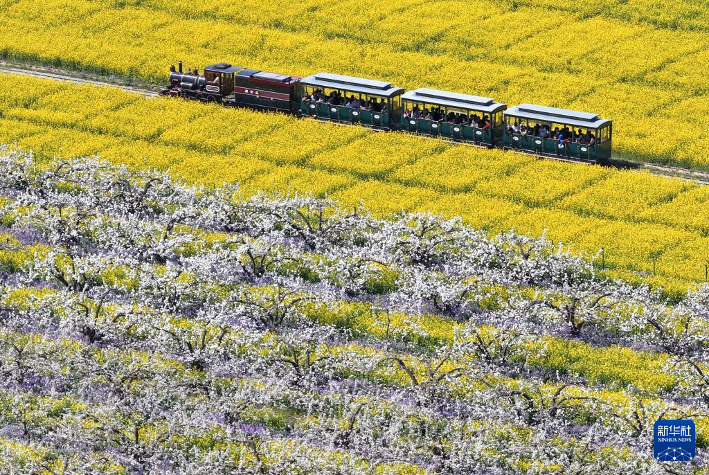 4月6日，游客乘观光小火车从河北省晋州市周家庄乡第九生产队梨园旁经过（无人机照片）。 新华社记者 杨世尧 摄