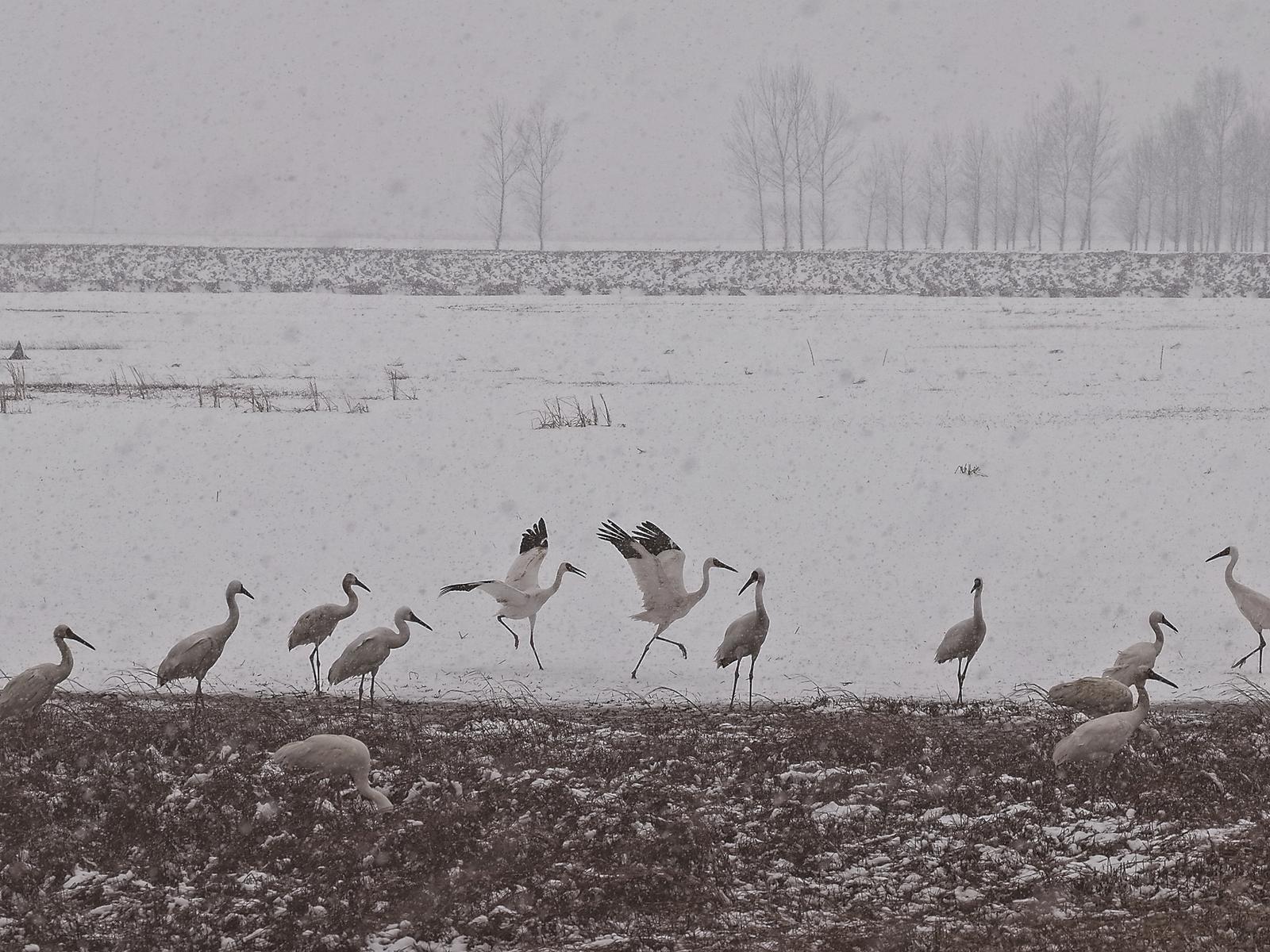 4月5日，清明。“中国白鹤之乡”镇赉县迎来一场不期而至的春雪。在莫莫格湿地，成群的白鹤立于浅滩之上，羽毛如雪，步态从容；偶有振翅腾空，便似点点白玉散落银灰的天幕。当前，飞抵莫莫格湿地的国家一级保护动物、极危物种白鹤数量已达1000余只，预计4月中下旬将增至4000只以上。
