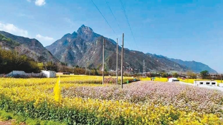 油菜花田。（受访单位供图）