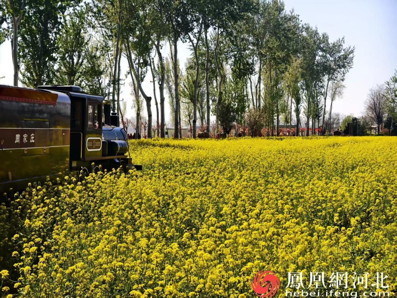 周家庄特色农业观光园中的观光小火车穿梭在万亩油菜花田之中 摄 安博宇