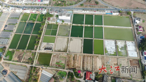 国家级兴国红鲤良种场。（受访单位供图）