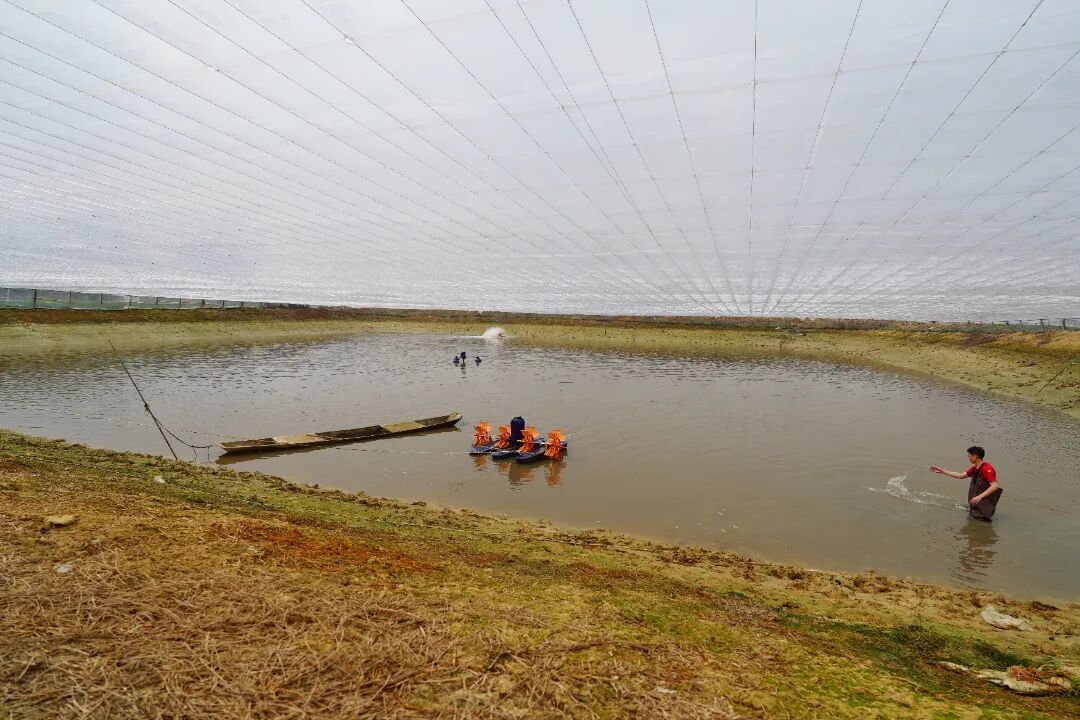 图：范湖合创捷泰国笋壳鱼苗基地