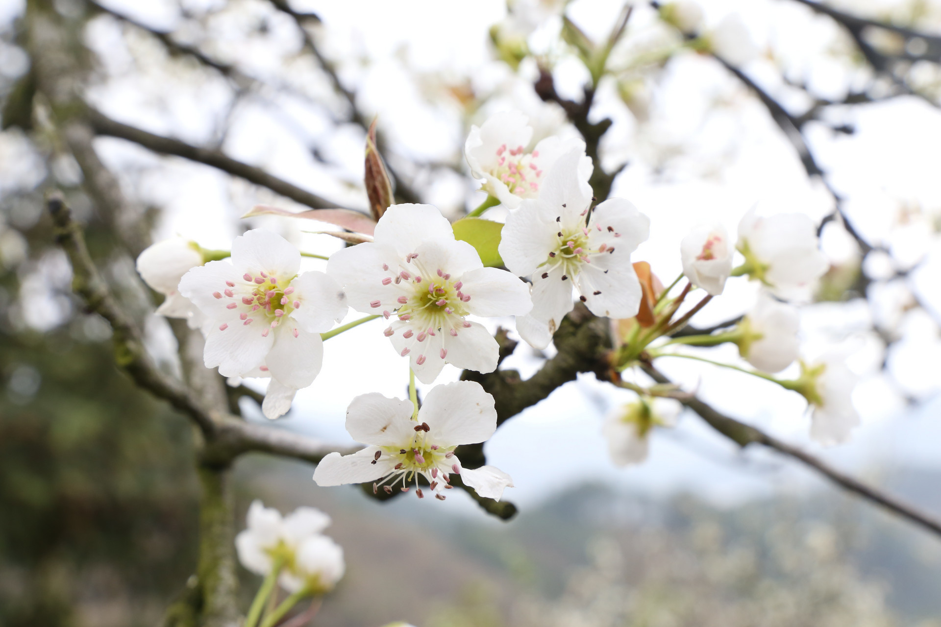 设置四大区域 莱西市第十一届梨花节4月11日启幕