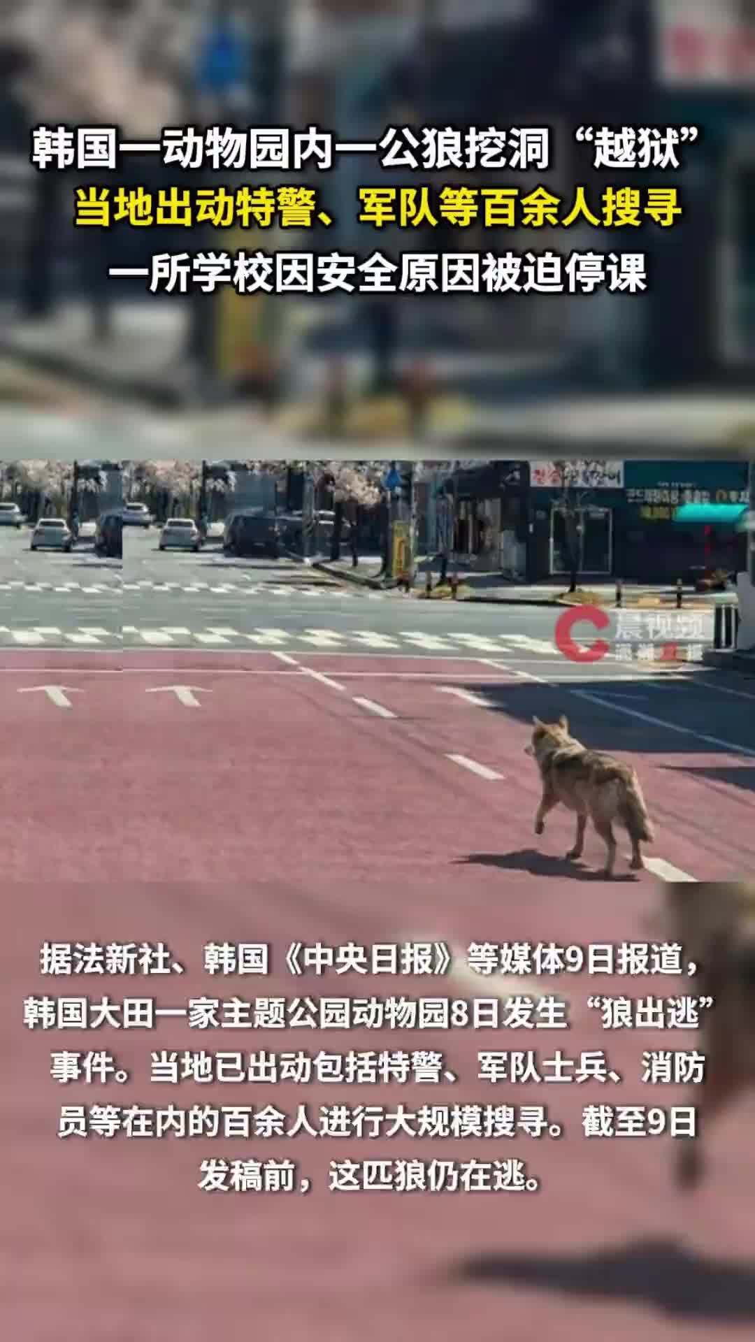 韩国一动物园内一公狼挖洞“越狱”，当地出动百余人搜寻，目前仍在逃