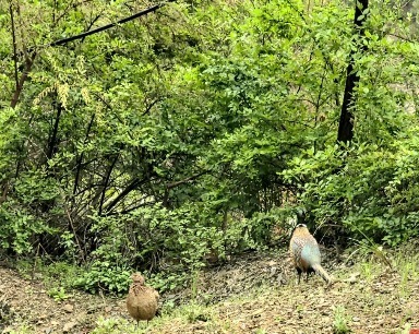 巡护路上撞见“雉中伉俪”！ 