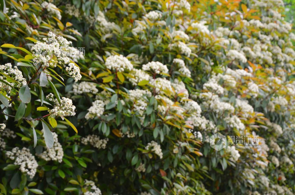 4月10日，在江西省吉安市永新县沿江路，缀满枝头的石楠花花团锦簇。