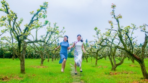 梨花绽放引客来，金溪乡土人才让蜜梨产业“甜”到百姓家