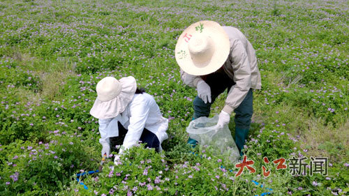 科研人员在花田里给紫云英鲜草测产。全媒体记者沈冠楠摄