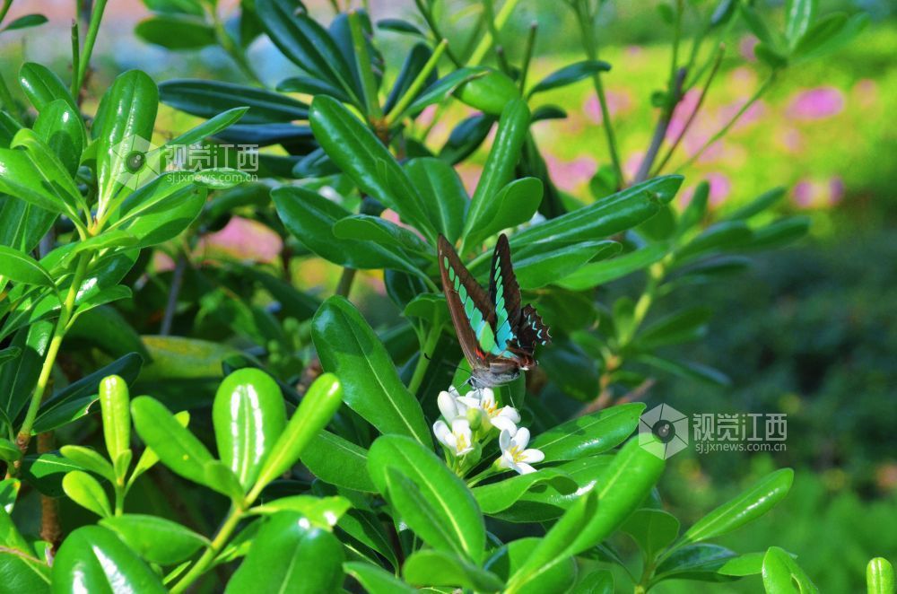 4月5日，在江西省永新县沿江路两旁的花丛中，几只蝴蝶翩翩起舞，时而停驻枝头，时而穿梭花间。蝶翼斑斓与盛放的花儿相映成趣，为春日增添了几分灵动生机。