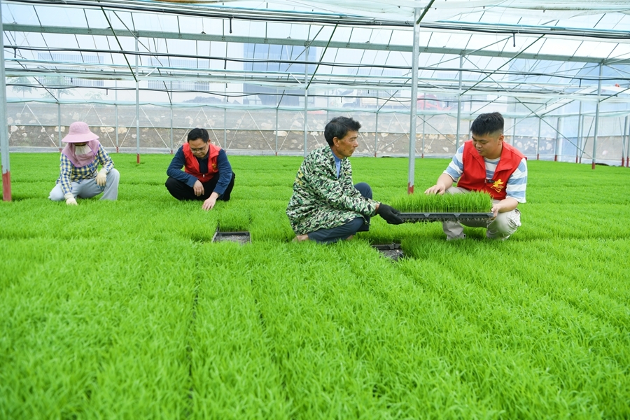 宁都县：工厂化育秧助力春耕生产（图）