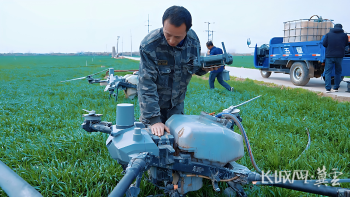 藁城小麦春管3(1)