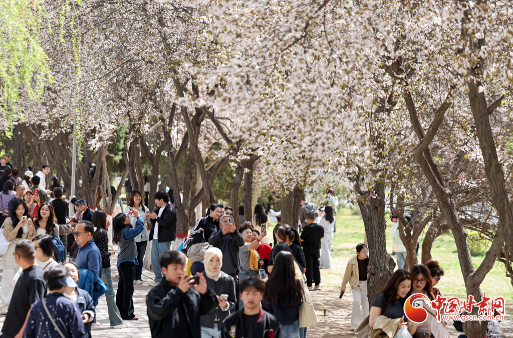4月5日，人们在兰州市城关区读者大道游览赏花。