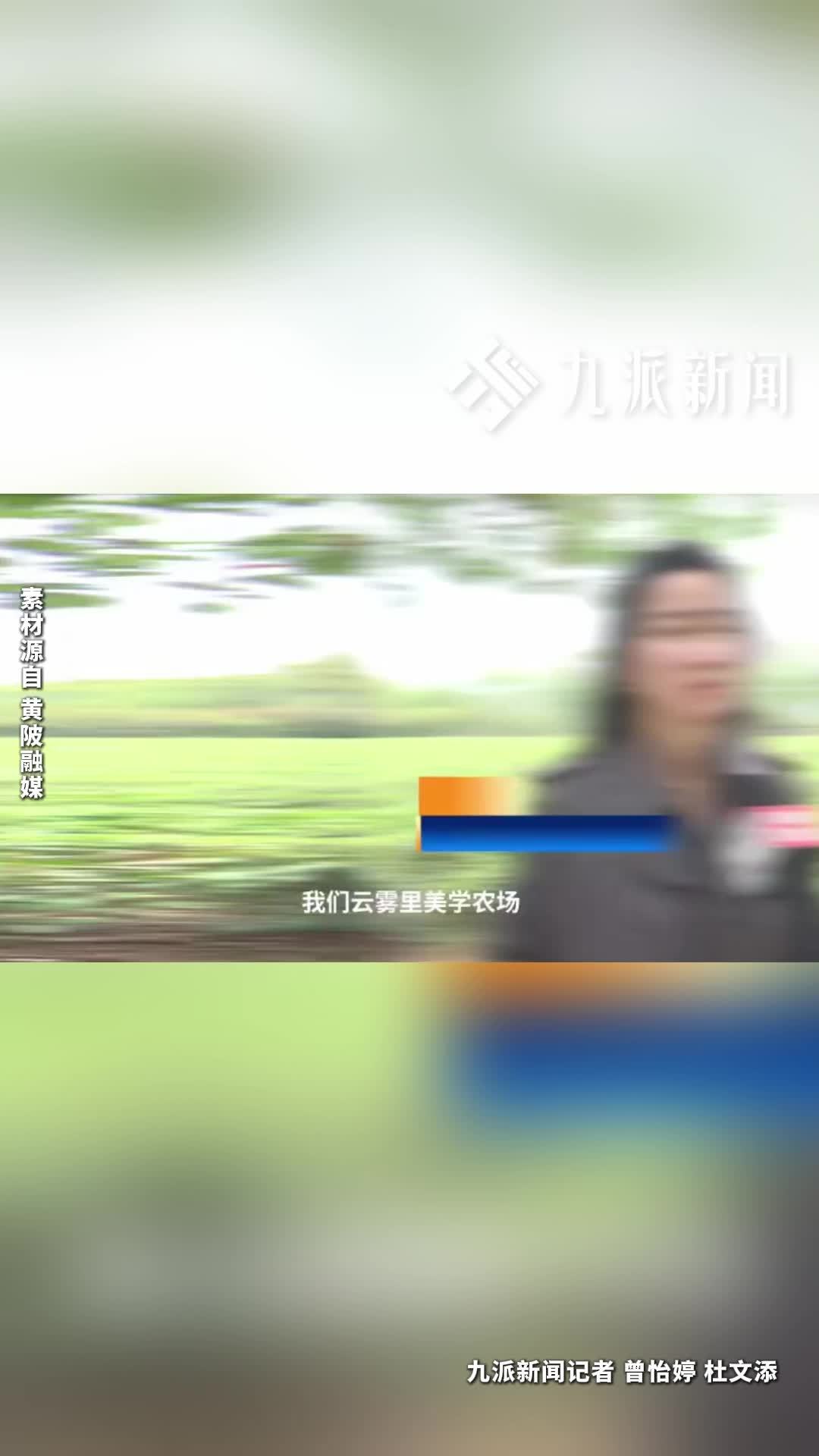 月入两万奢侈品陈列师回乡种茶：现在把“陈列美学”搬进乡村茶园