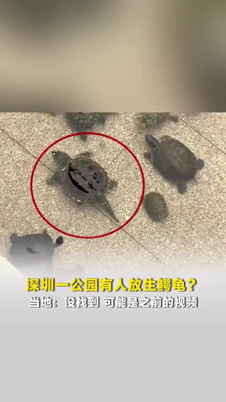 深圳一公园乌龟池疑被人放生鳄龟，致其他生物遭攻击？当地：没找到，可能是之前的视频