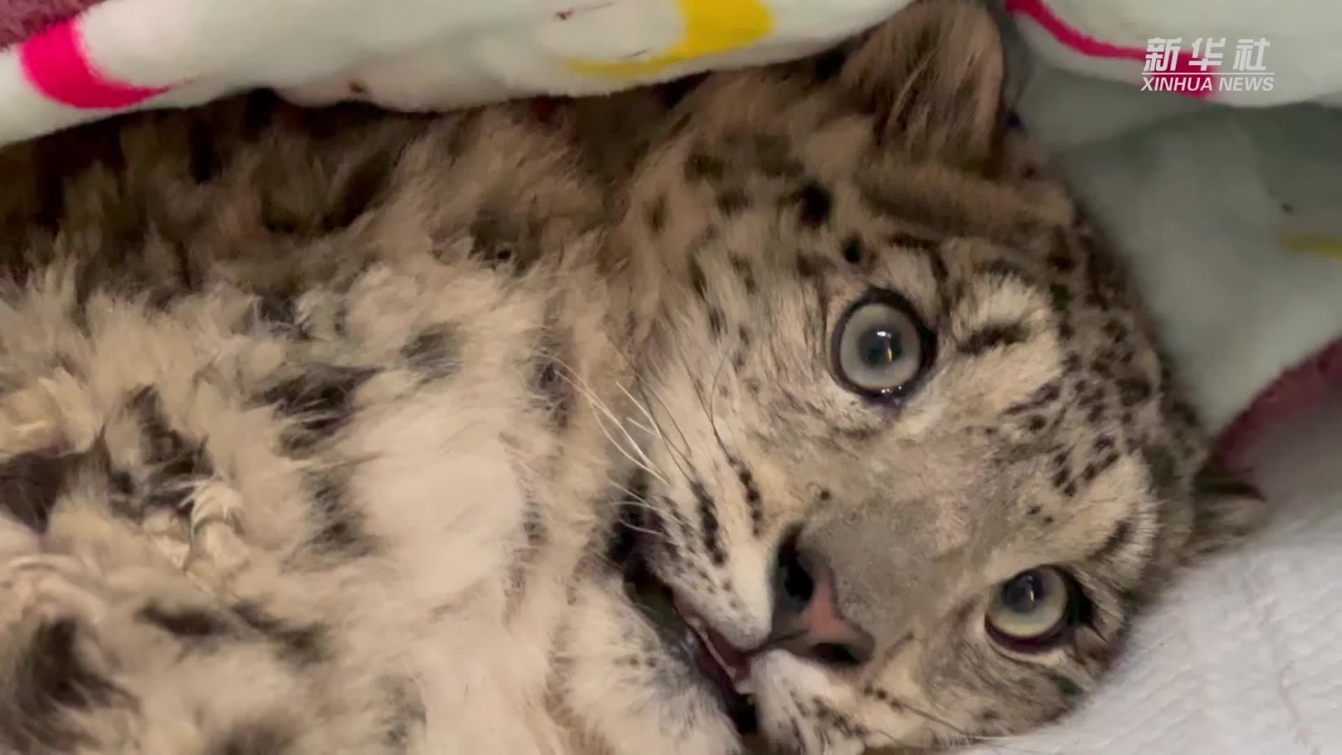 青海救护一只雪豹幼崽 取名为“凌小明”