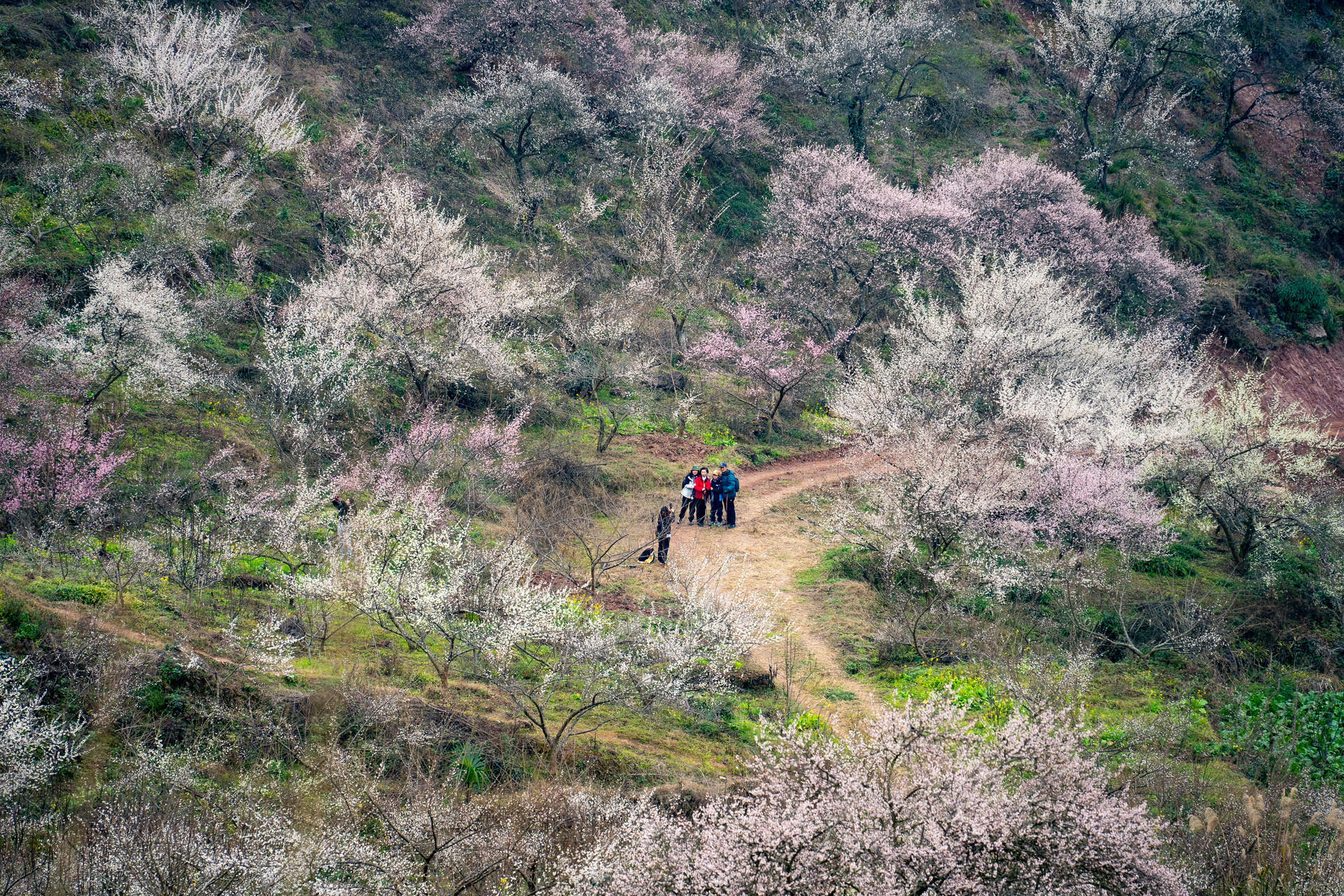 两大花海IP升级亮相 胶州市发布春季出行指南