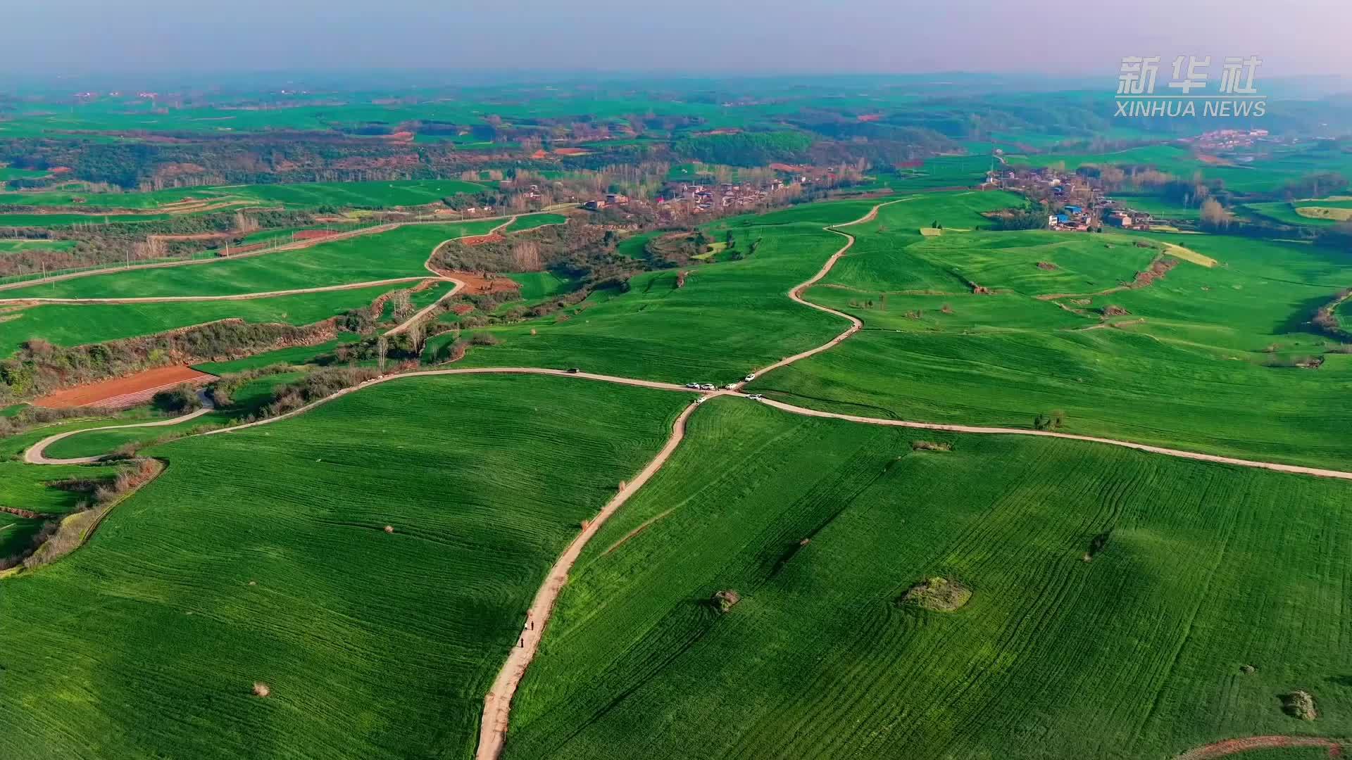 瞰中国｜湖北丹江口：千亩麦田铺青绿