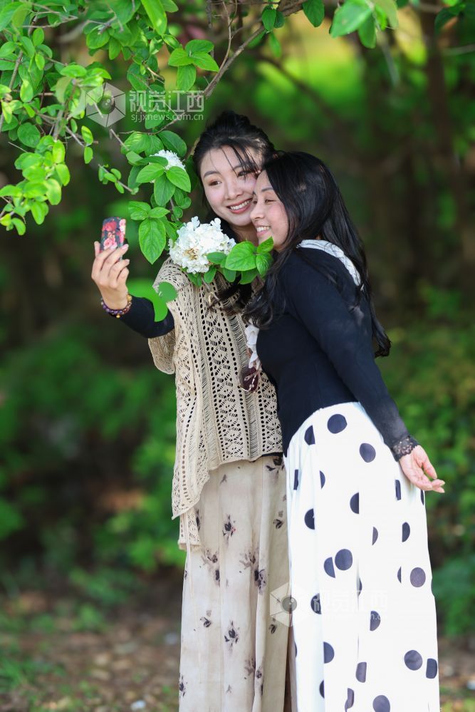 2026年4月5日，江西省吉安市生态公园一大片木绣球映入眼眶，它们一团团、一簇簇地绽放，宛如冰淇淋种在了枝头。