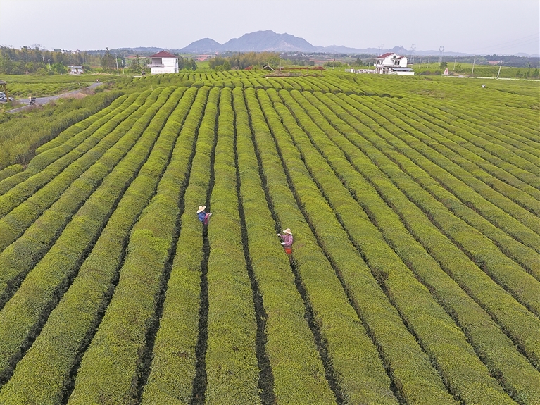 金溪县：抢采“雨前茶”（图）