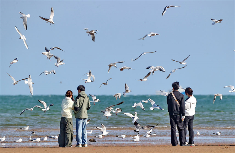 4月7日，秦皇岛市北戴河区鸽子窝公园，鸥鸟在海边湿地飞翔。