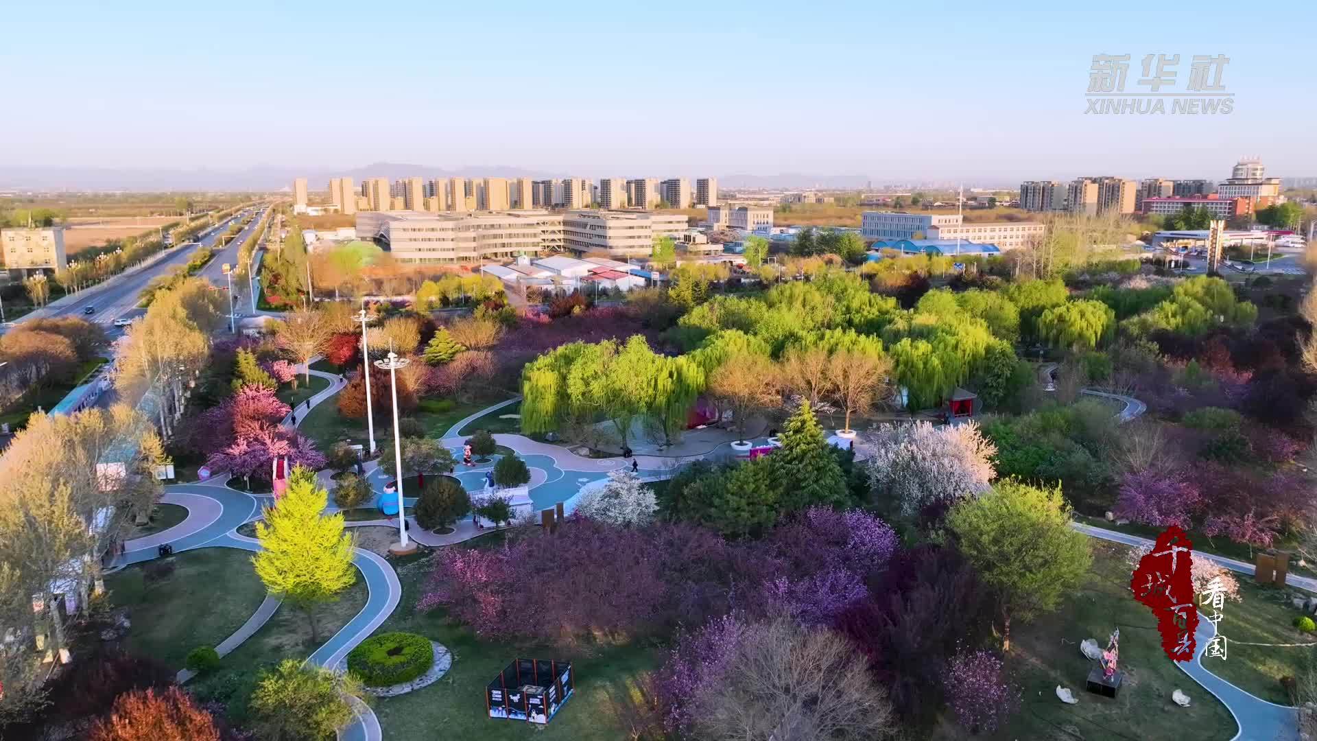 千城百县看中国·赏花季丨河北石家庄：春风入栾城 樱开醉游人