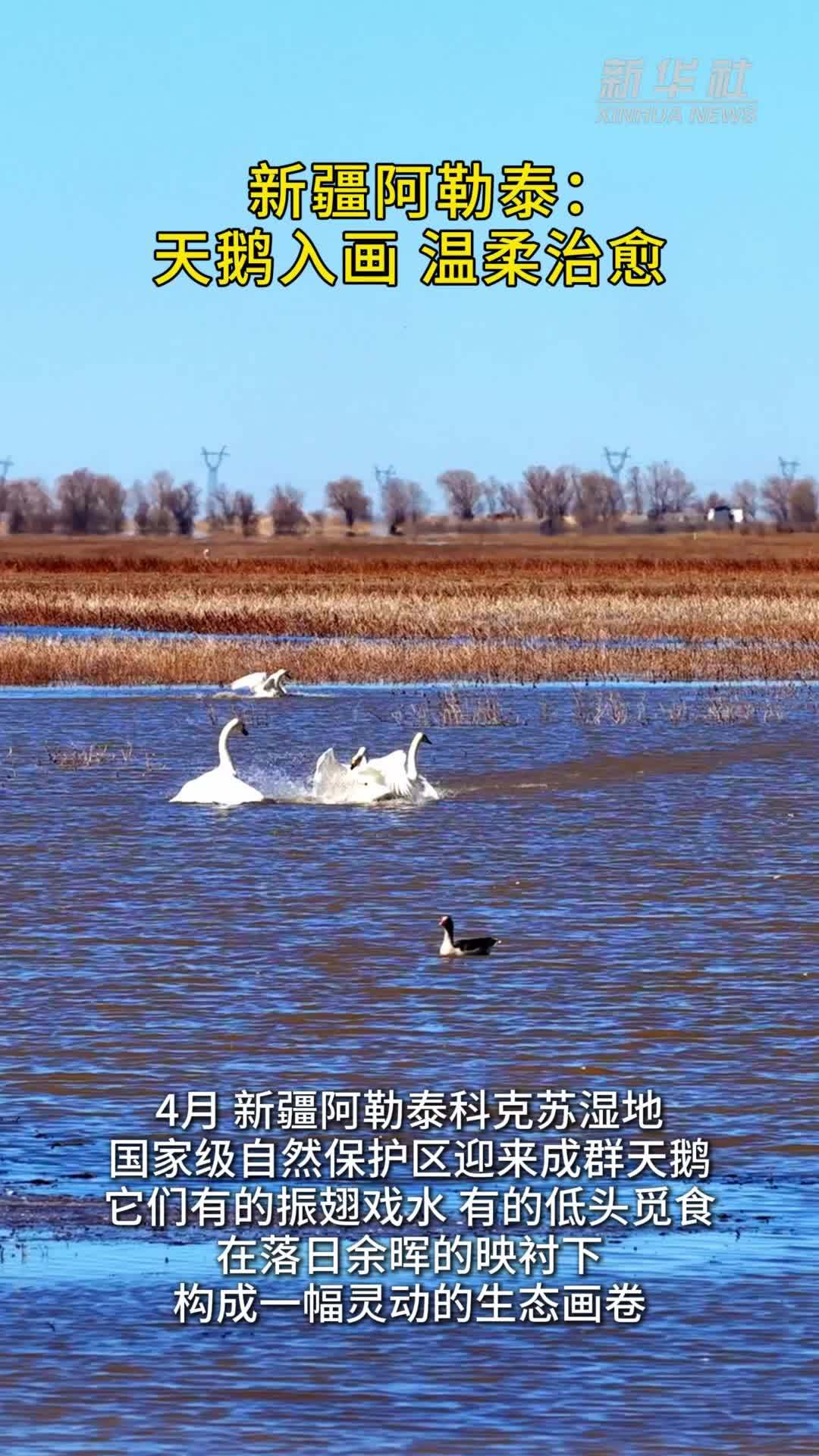 新疆阿勒泰：天鹅入画 温柔治愈