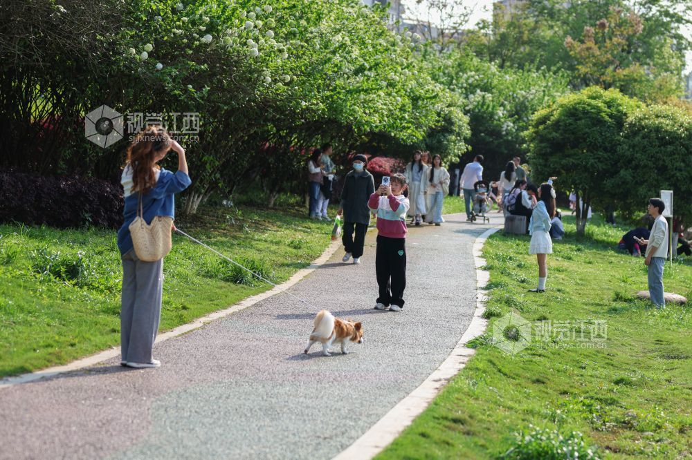 2026年4月5日，江西省吉安市生态公园一大片木绣球映入眼眶，它们一团团、一簇簇地绽放，宛如冰淇淋种在了枝头。