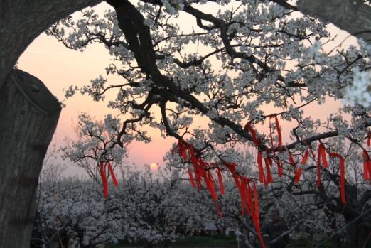 图：博野梨花盛开。网络资料图