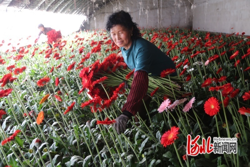 花农在采摘非洲菊。吴海民摄